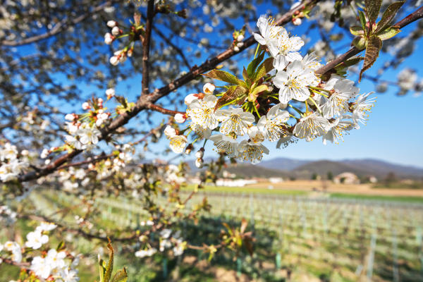 Cherry tree in bloom in Franciacorta, Brescia province, Lombardy district, italy, Europe