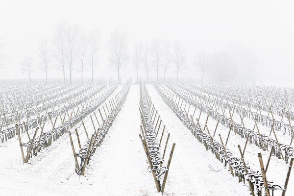 Snowfall in Franciacorta in Winter season, Brescia province, Lombardy district, Italy, Europe.