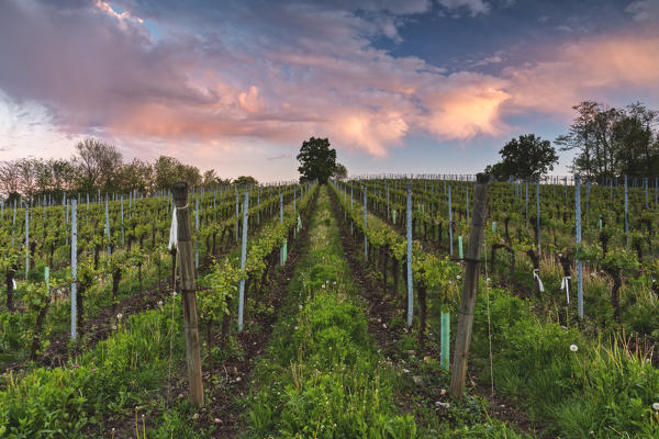 Vineyards of Franciacorta at sunset in Spring season, Lombardy district, Italy, Europe 