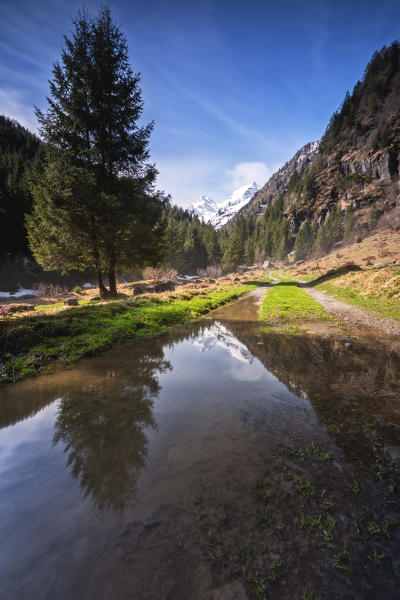 Spring season in Brandet Valley, Corteo Golgi in Brescia province, Lombardy district, Vallecamonica, Italy, Europe