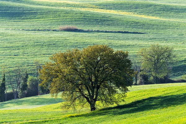 Orcia valley in Tuscany, San Quirico d'Orcia, Siena province, Italy