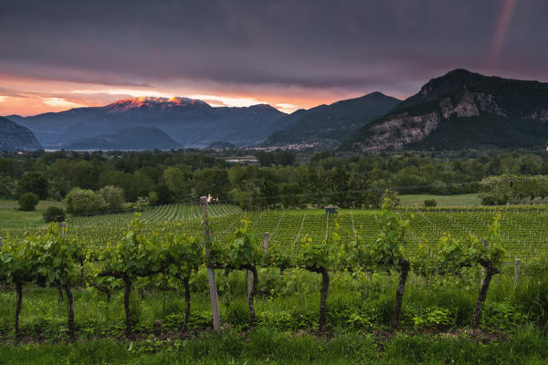 Vineyards of Franciacorta at sunset in Spring season, Lombardy district, Italy, Europe 