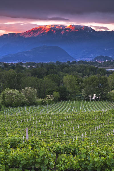 Vineyards of Franciacorta at sunset in Spring season, Lombardy district, Italy, Europe 