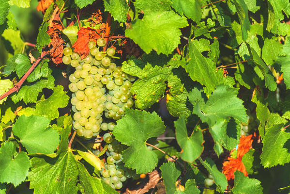 Grape of the Franciacorta, Brescia province, Lombardy district, Italy, Europe