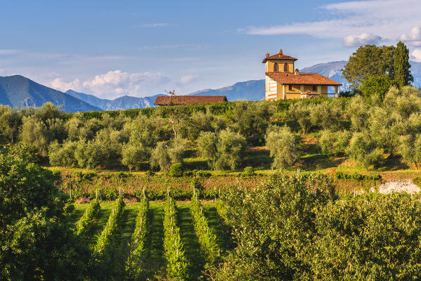 Landscapes and vineyards of the Franciacorta at sunset in Brescia province, Lombardy district, Italy, Europe