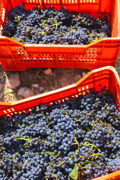 Harvest in Franciacorta, Brescia province, Lombardy district, Italy, Europe.