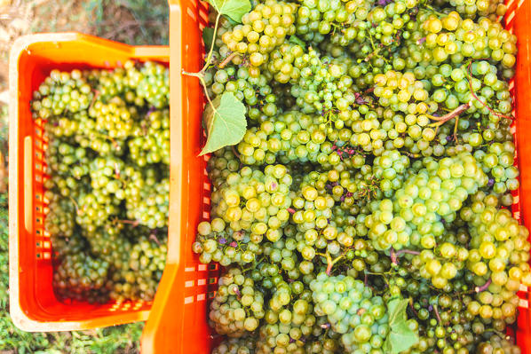 Harvest in Franciacorta, Brescia province, Lombardy district, Italy, Europe.