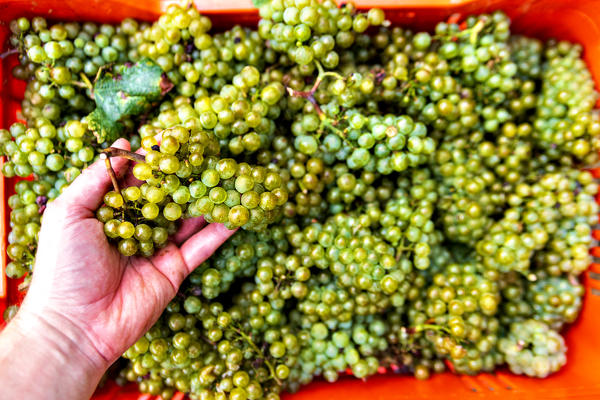 Harvest in Franciacorta, Brescia province, Lombardy district, Italy, Europe.