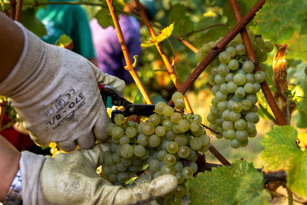 Harvest in Franciacorta, Brescia province, Lombardy district, Italy, Europe.