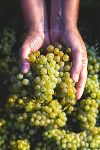 Harvest in Franciacorta, Brescia province, Lombardy district, Italy, Europe.