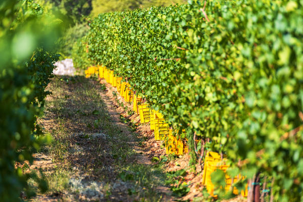 Harvest in Franciacorta, Brescia province, Lombardy district, Italy, Europe.