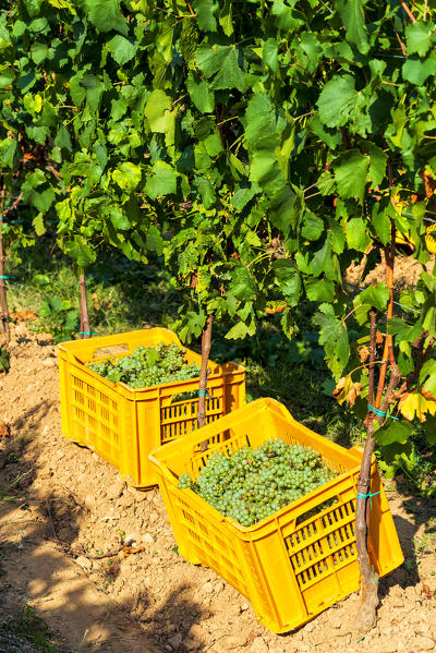 Harvest in Franciacorta, Brescia province, Lombardy district, Italy, Europe.