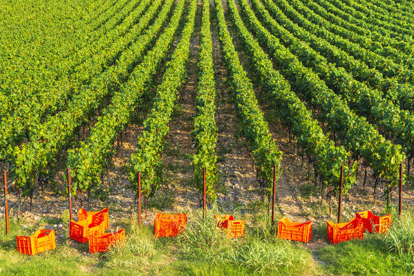 Harvest in Franciacorta, Brescia province, Lombardy district, Italy, Europe.