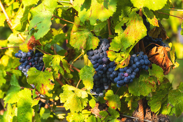 Harvest in Franciacorta, Brescia province, Lombardy district, Italy, Europe.