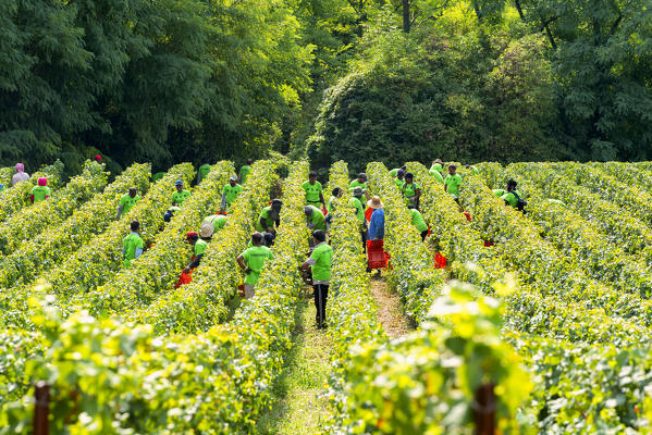 Harvest in Franciacorta, Brescia province, Lombardy district, Italy, Europe.