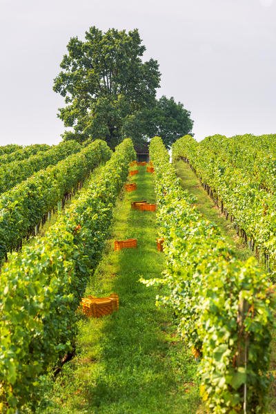 Harvest in Franciacorta, Brescia province, Lombardy district, Italy, Europe.