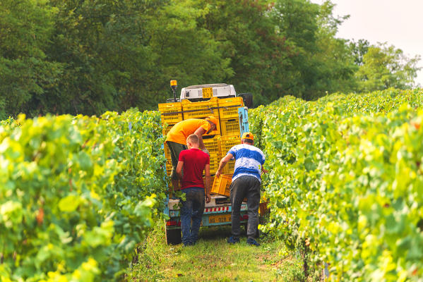 Harvest in Franciacorta, Brescia province, Lombardy district, Italy, Europe.