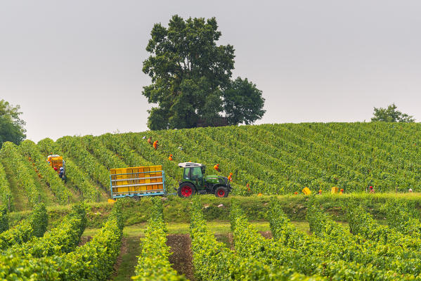 Harvest in Franciacorta, Brescia province, Lombardy district, Italy, Europe.