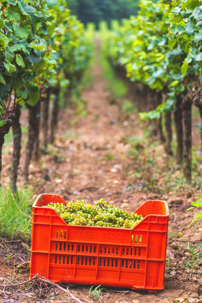 Harvest in Franciacorta, Brescia province, Lombardy district, Italy, Europe.