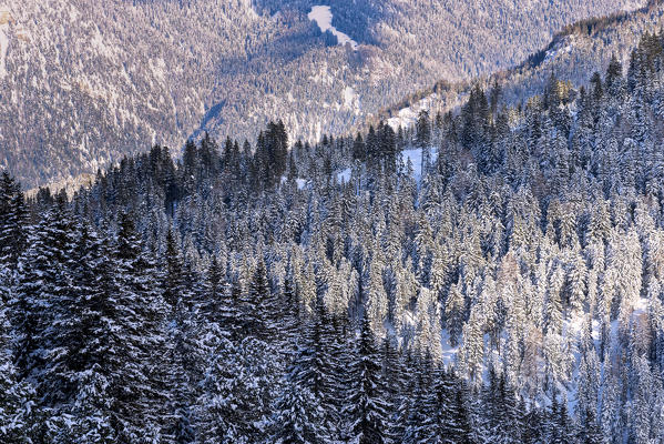 Last lights of sunset on the snowy woods framing Sass De Putia, Passo Delle Erbe ,Funes Valley, South Tyrol, Italy, Europe