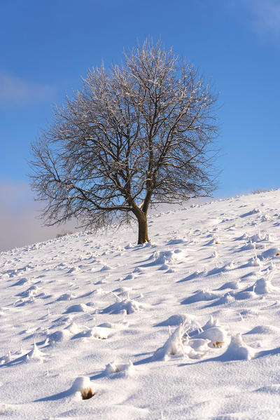 Lonely tree in Brescia prealpi, Brescia province, Lombardy district ,Italy, Europe