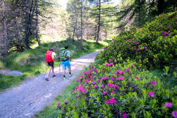 Pair of hikers on the Brescia trails, Valle Camonica, Ponte di Legno, Brescia province, Lombardy, Italy, Europe.