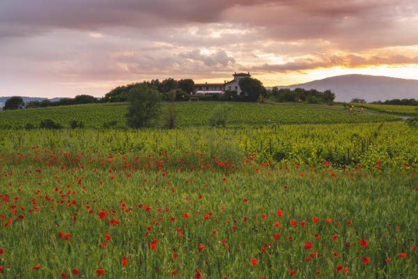 Sunset in Franciacorta, Brescia province, Lombardy district, Italy, Europe.