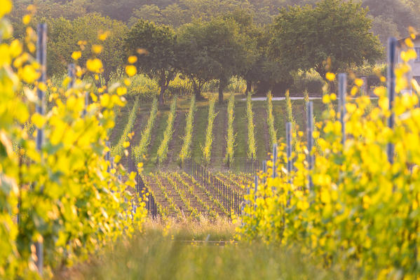 Golden hour into the vineyards of Franciacorta, Brescia province, Lombardy, Italy, Europe.