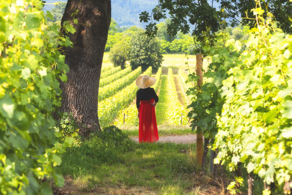 Model among the vineyards in Franciacorta, Brescia province, Lombardy district, Italy, Europe.