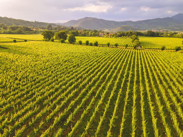 Aerial view of Vineyards of Franciacorta, Brescia province, Lombardy, district, Italy, Europe.