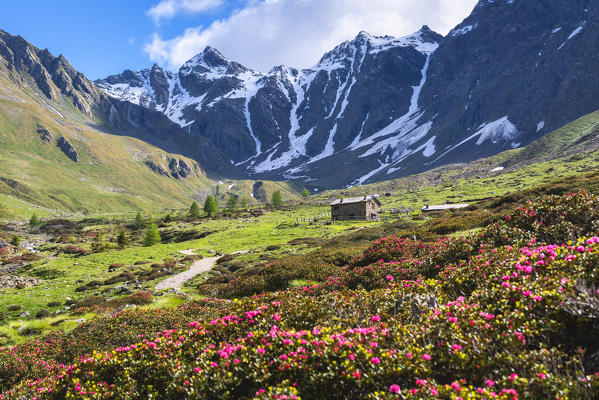 Val Grande in summer season in Stelvio national park, Vezza d'Oglio, Brescia province, Lombardy, Italy, Europe.