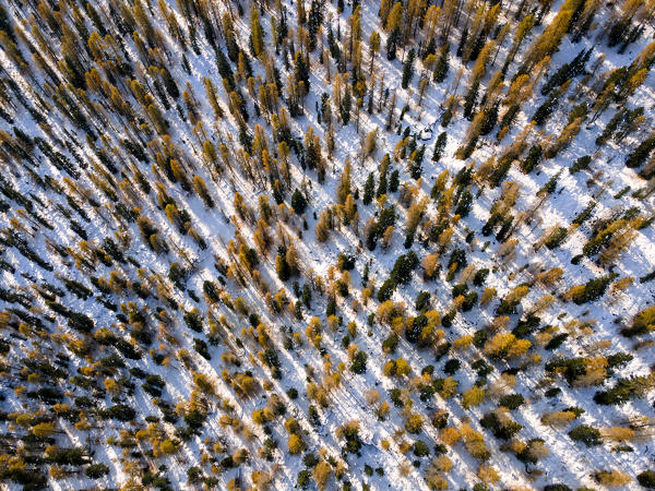 Aerial view of Autumn larches in Dolomiti, Unesco World heritage site in Cortina d'Ampezzo, Veneto, Italy, Europe.