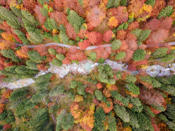 Aerial view of a colorful forest in Autumn season Brenta valley in Madonna di Campiglio, Italy.