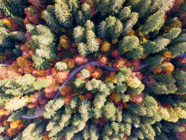 Aerial view of a colorful forest in Autumn season Brenta valley in Madonna di Campiglio, Italy.