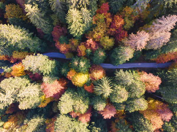 Aerial view of a colorful forest in Autumn season Brenta valley in Madonna di Campiglio, Italy.