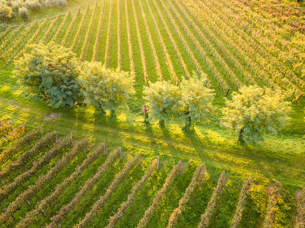 Aerial view of Franciacorta in autumn season, Brescia province, Lombardy district, Italy.