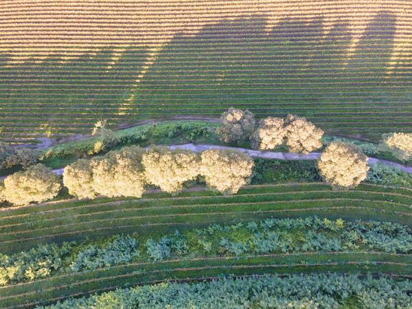 Aerial view of Franciacorta in autumn season, Brescia province, Lombardy district, Italy.