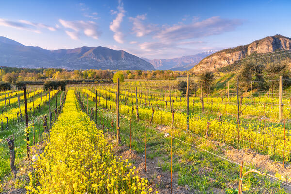 Spring season in Franciacorta, Brescia province, Lombardy district in Italy, Europe.