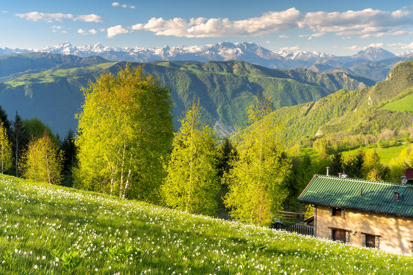 Narcissus blooming in Orobie alps, Bergamo province, Lombardy, Italy.