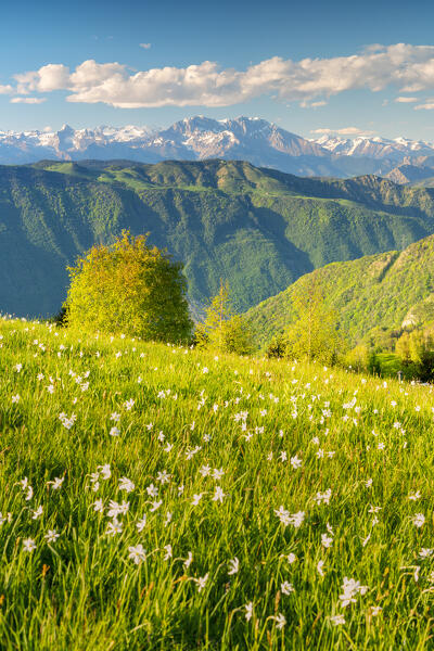 Narcissus blooming in Orobie alps, Bergamo province, Lombardy, Italy.