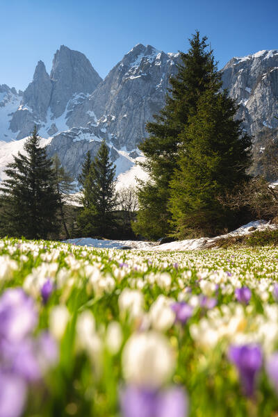 Bloomings of crocus in Scalve valley, Orobie alps in Bergamo province, Lombardy, Italy.