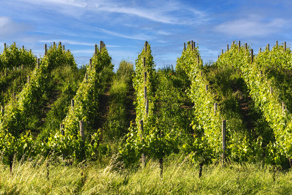 Spring season in Franciacorta, Brescia province, Lombardy, Italy.