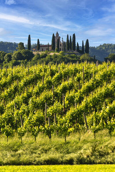 Spring season in Franciacorta, Brescia province, Lombardy, Italy.