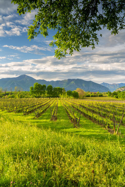 Spring season in Franciacorta, Brescia province, Lombardy, Italy.