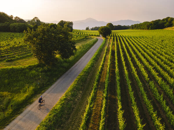 Cycling through the vineyards of Franciacorta at sunset, Brescia province, Lombardy, Italy.