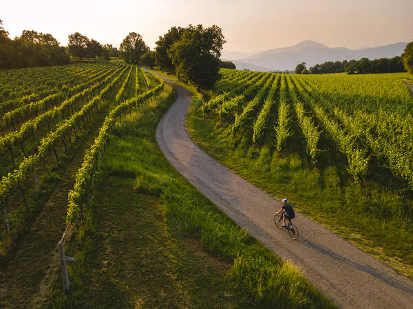 Cycling through the vineyards of Franciacorta at sunset, Brescia province, Lombardy, Italy.