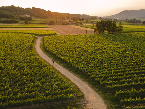 Cycling through the vineyards of Franciacorta at sunset, Brescia province, Lombardy, Italy.