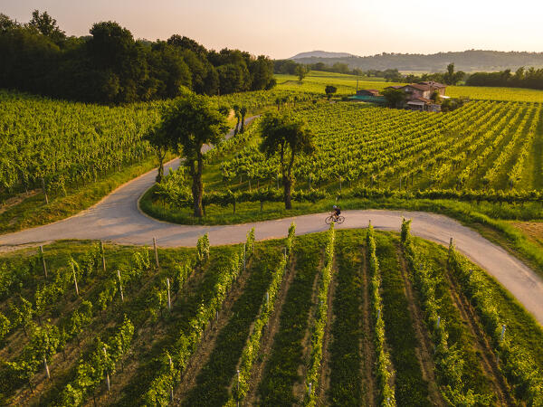 Cycling through the vineyards of Franciacorta at sunset, Brescia province, Lombardy, Italy.