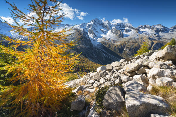 Autumn season in Adamello park, avio valley in Brescia province, Lombardy district in Italy.