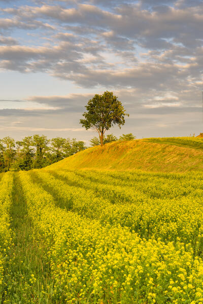 Tree at sunset in Franciacorta, Brescia province in Lombardy district, Italy.